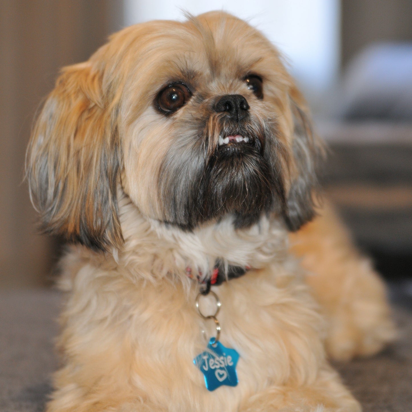 Engraved Designer Pet ID Tags Engrave Works 