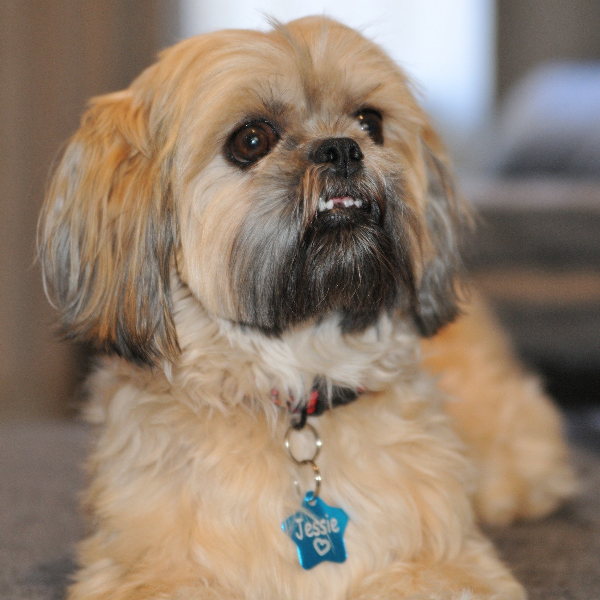 Engraved Designer Pet ID Tags Engrave Works 